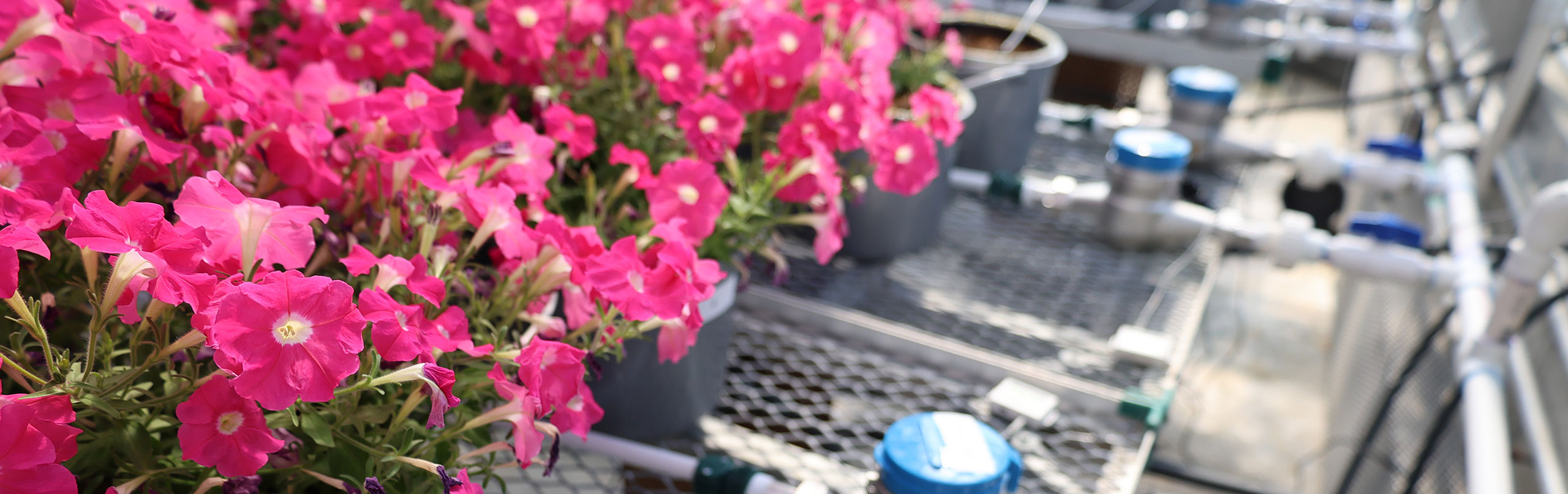 UConn Greenhouse flowers